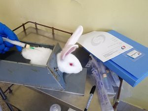 Rabbit Polyclonal antibody preparation